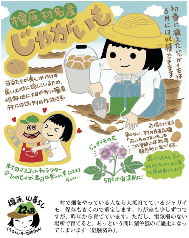 ジャガイモ　じゃがいも