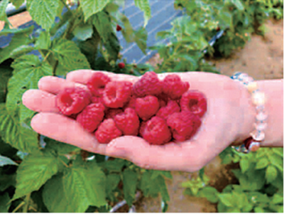 大粒で甘いラズベリー 栽培法プロが指導 17日 青梅市新町ベリーコテージで 西の風新聞