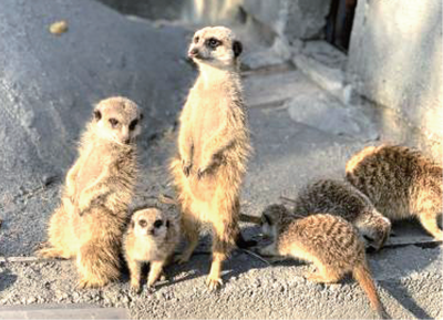 ミーアキャットの赤ちゃん公開 羽村市動物公園 西の風新聞