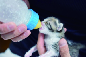 親とはぐれた子猫にミルクを与える